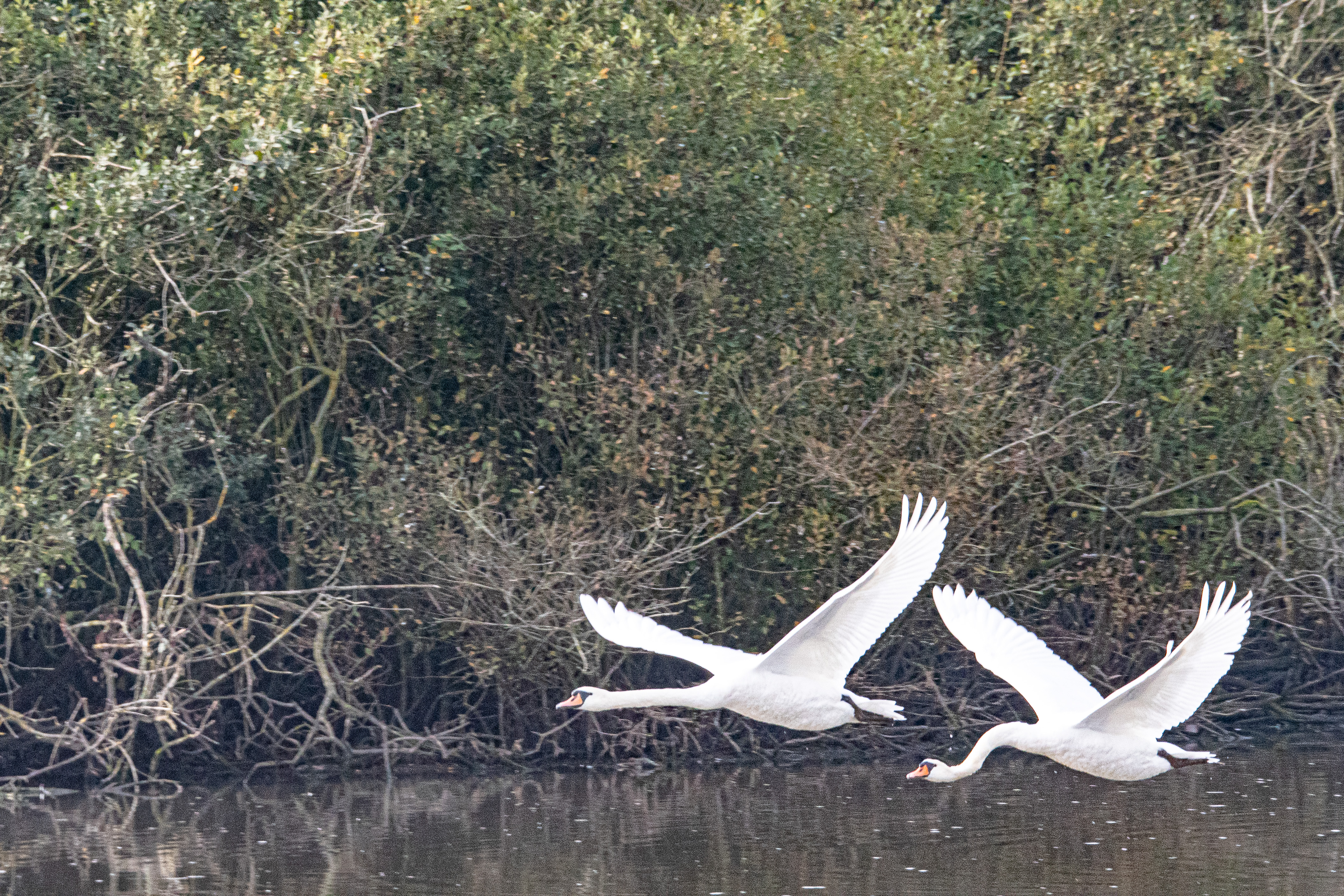 Cygnes tuberculés ou muets (Mute swan, Cygnus olor), couple nuptial en vol, dépôt 54 de la Réserve Naturelle de Mont-Bernanchon, Hauts de France.